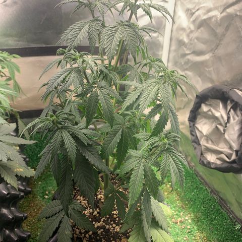 Sour Kush growlog photo: 02