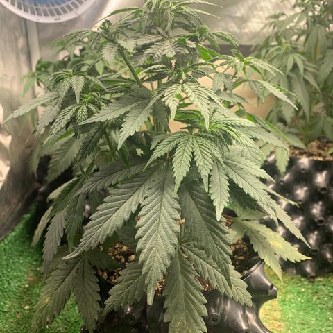 Sour Kush growlog photo: 03