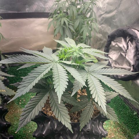 Sour Kush growlog photo: 04