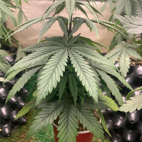 Sour Kush growlog photo: 05