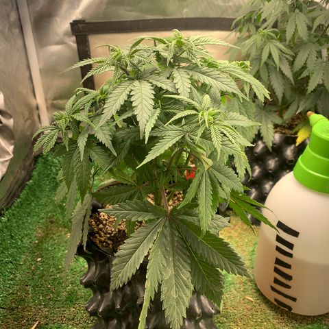 Sour Kush growlog photo: 01