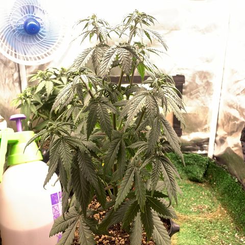 Sour Kush growlog photo: 02