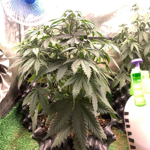 Sour Kush growlog photo: 03