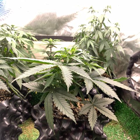 Sour Kush growlog photo: 04
