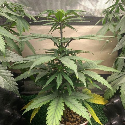 Sour Kush growlog photo: 05