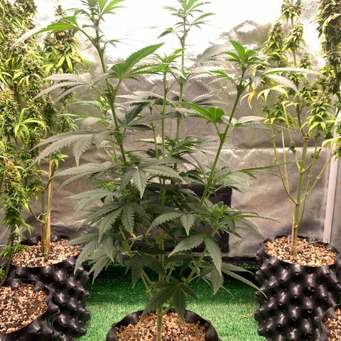 Aminesia growlog photo: 01