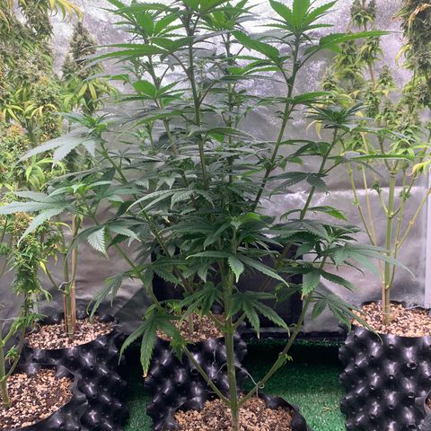 Aminesia growlog photo: 02
