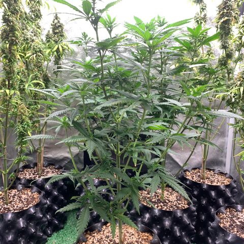 Aminesia growlog photo: 03
