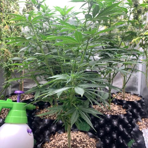 Aminesia growlog photo: 04