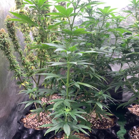 Aminesia growlog photo: 05