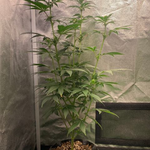 Aminesia growlog photo: 01