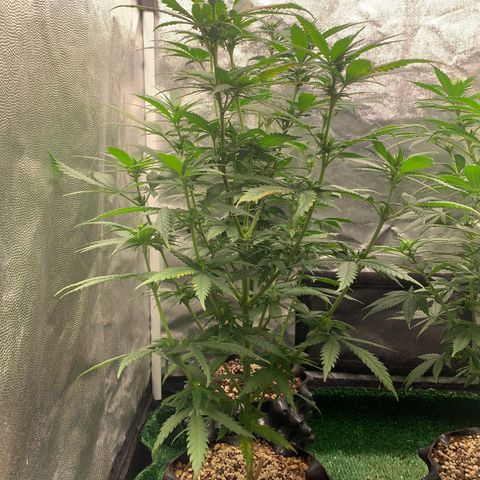 Aminesia growlog photo: 03