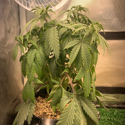 Sour Kush growlog photo: 01