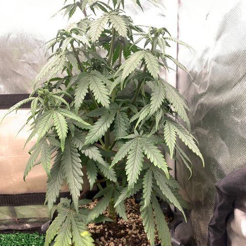 Sour Kush growlog photo: 02