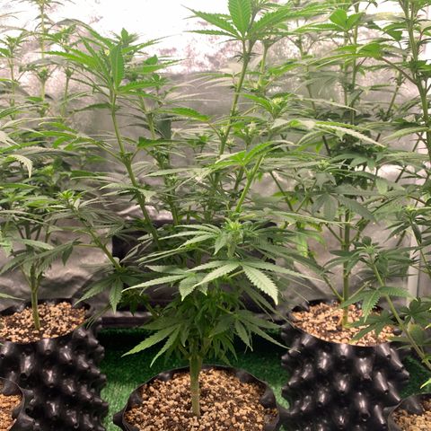 Aminesia growlog photo: 04
