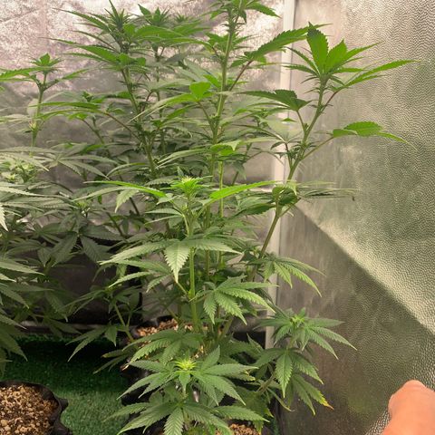 Aminesia growlog photo: 05