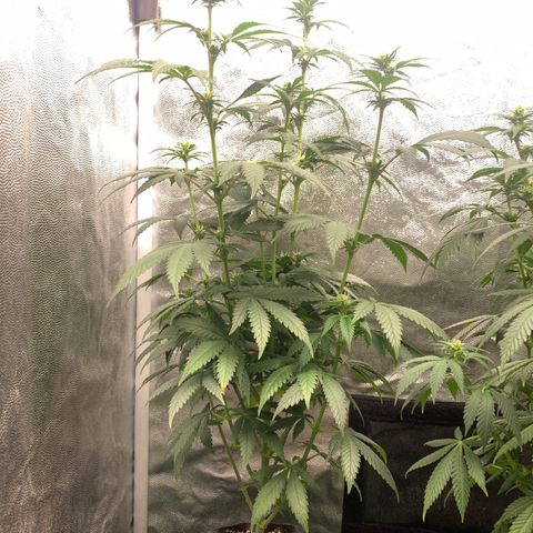 Aminesia growlog photo: 01