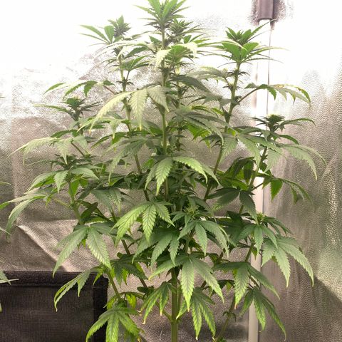 Aminesia growlog photo: 02