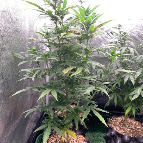 Aminesia growlog photo: 03