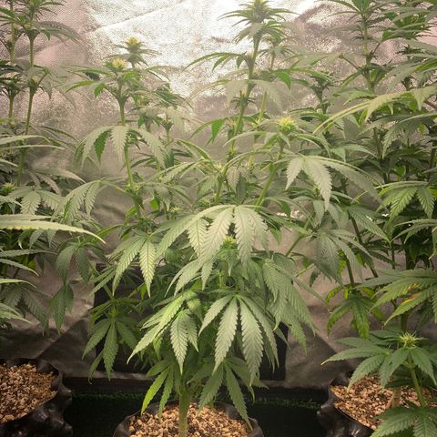 Aminesia growlog photo: 04
