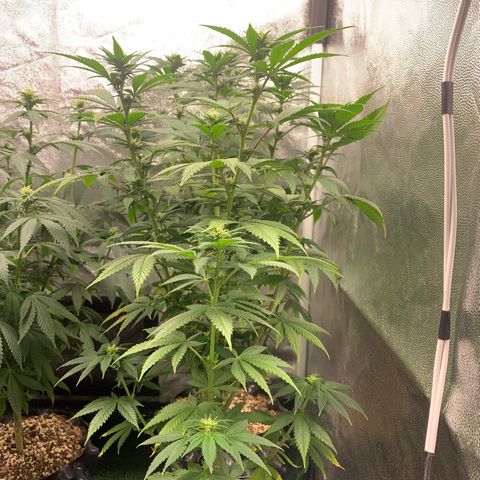 Aminesia growlog photo: 05