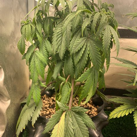 Sour Kush growlog photo: 01