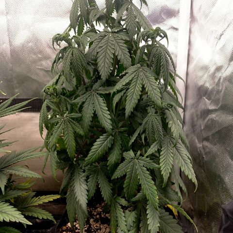 Sour Kush growlog photo: 02