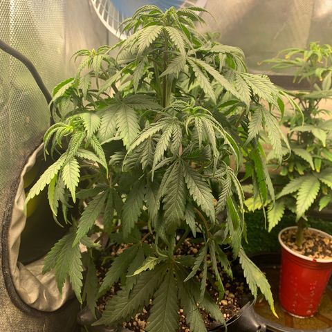 Sour Kush growlog photo: 03