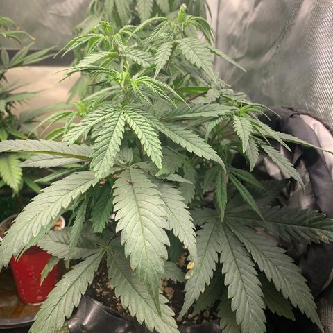 Sour Kush growlog photo: 04