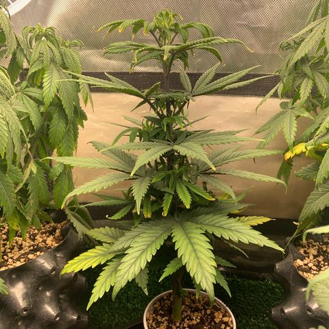 Sour Kush growlog photo: 05