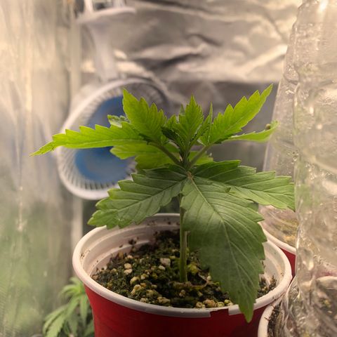 Northern Kush growlog photo: 01
