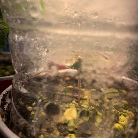 Northern Kush growlog photo: 02 ate 05