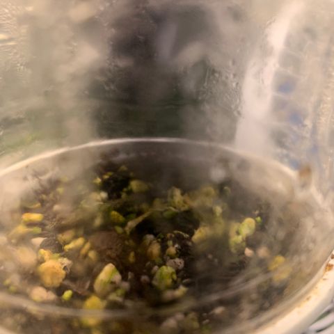 Northern Kush growlog photo: 02 ate 05