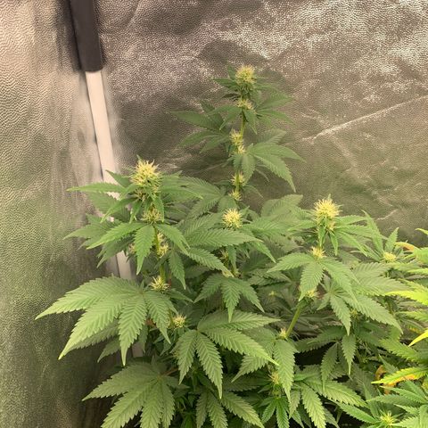 Aminesia growlog photo: 01