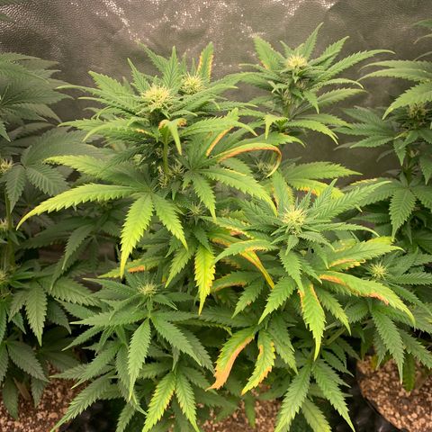 Aminesia growlog photo: 02