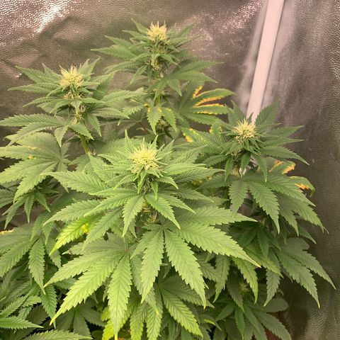 Aminesia growlog photo: 03
