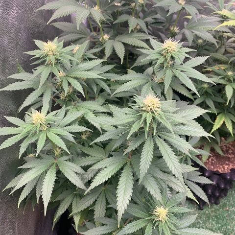 Aminesia growlog photo: 04