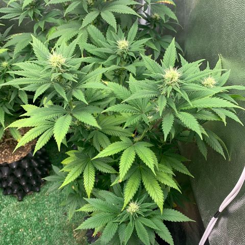 Aminesia growlog photo: 05