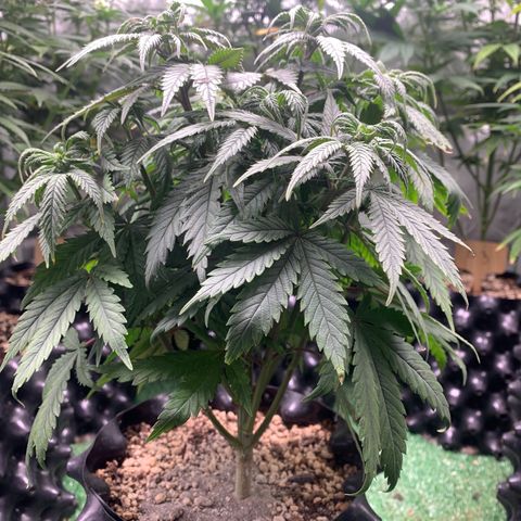 Sour Kush growlog photo: 01
