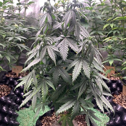 Sour Kush growlog photo: 02