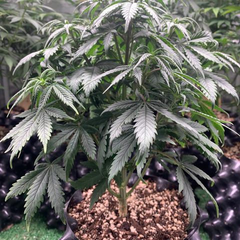 Sour Kush growlog photo: 03