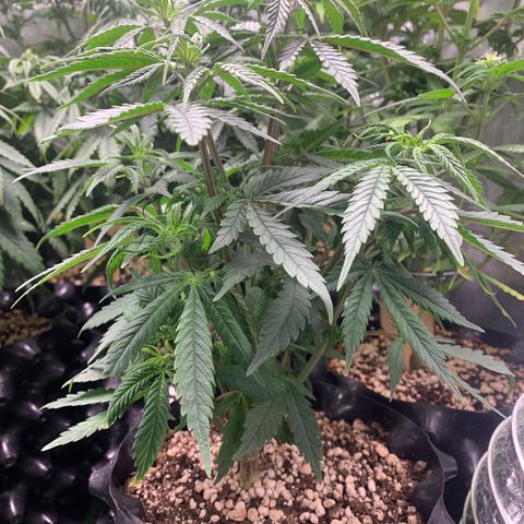 Sour Kush growlog photo: 04