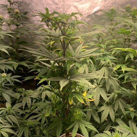 Sour Kush growlog photo: 05