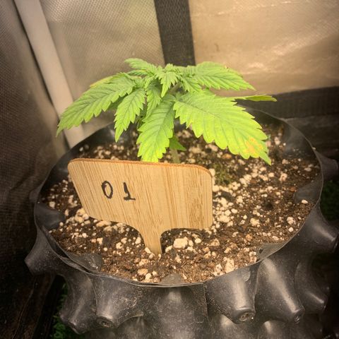 Northern Kush growlog photo: 01
