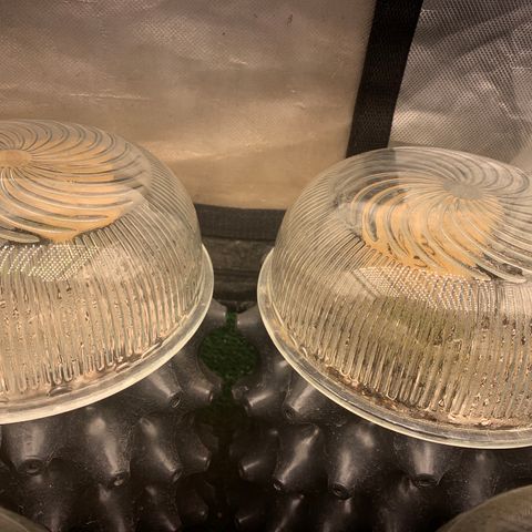 Northern Kush growlog photo: 02 e 03