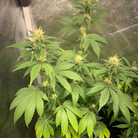 Aminesia growlog photo: 01