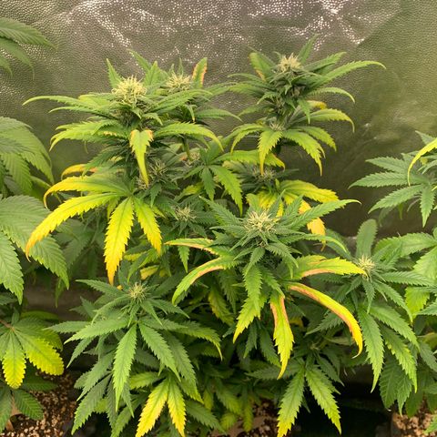 Aminesia growlog photo: 02