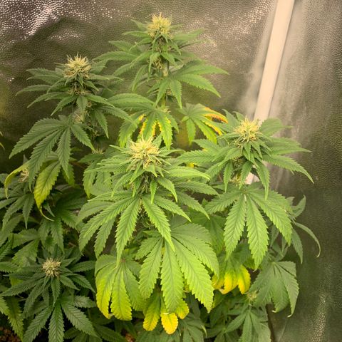 Aminesia growlog photo: 03