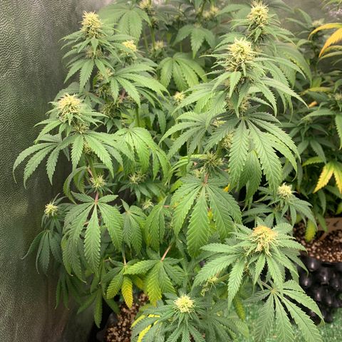 Aminesia growlog photo: 04