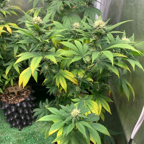Aminesia growlog photo: 05